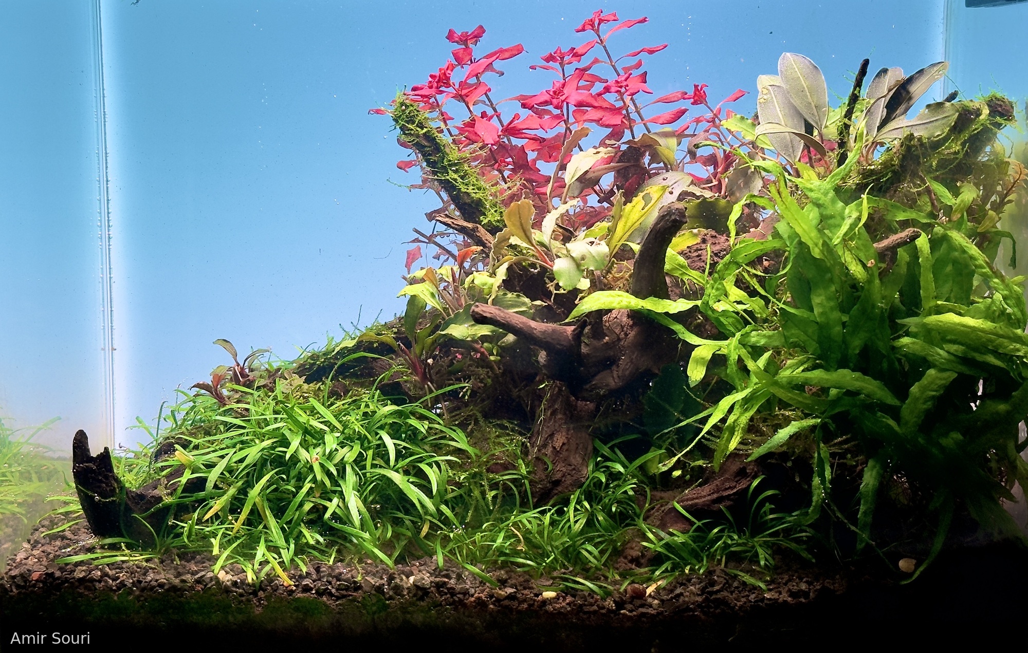 Danza de la Naturaleza