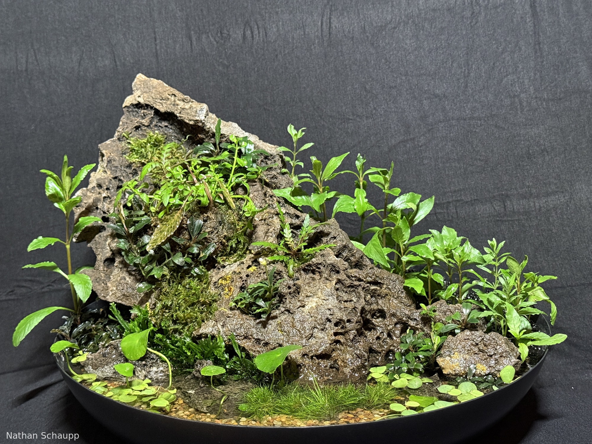 Wok on the Wild Side