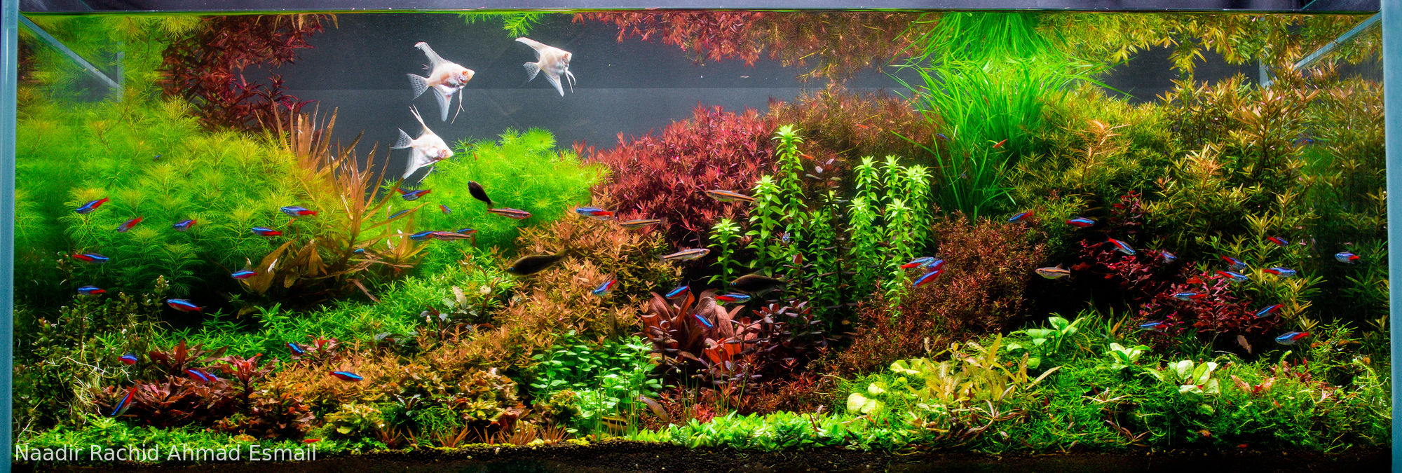 Forgotten garden of Chiveve