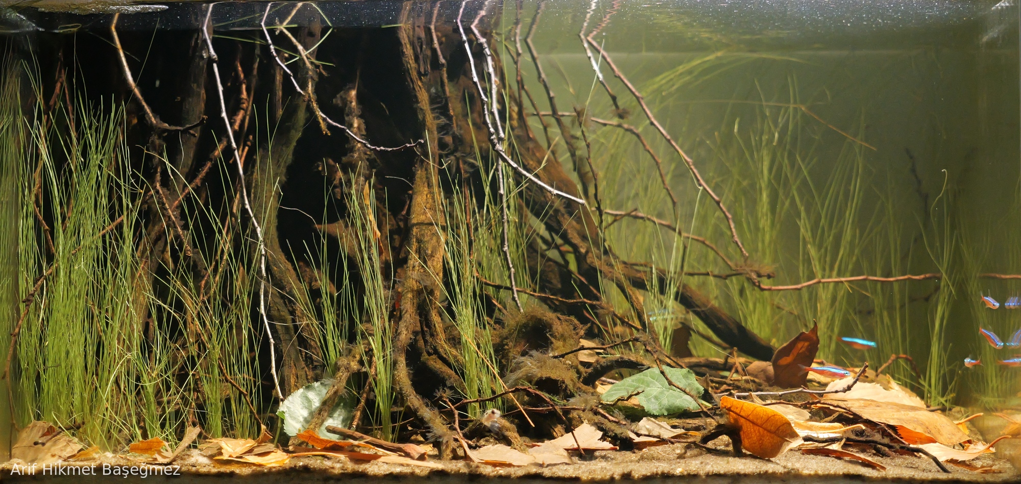 Zalala Swamp Reservoir Near Barcelos, Rio Negro Basin, Brazil.