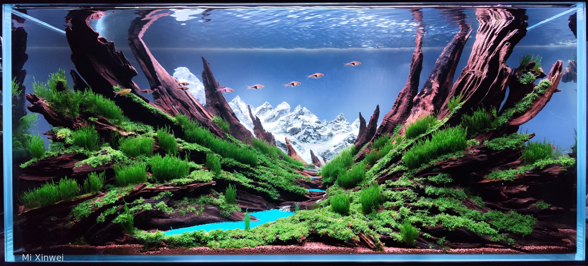 雪岭云杉Snowy Ridge spruce