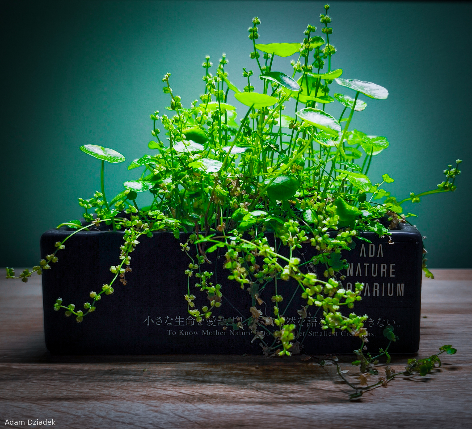 A Tale of Two Leaves