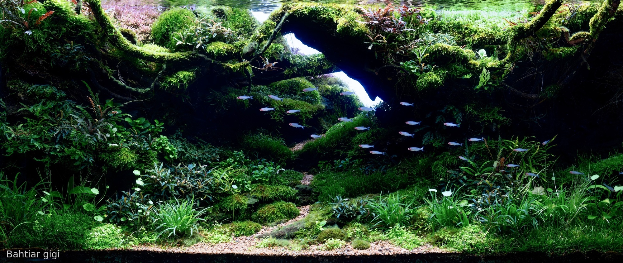 tropical rain valley