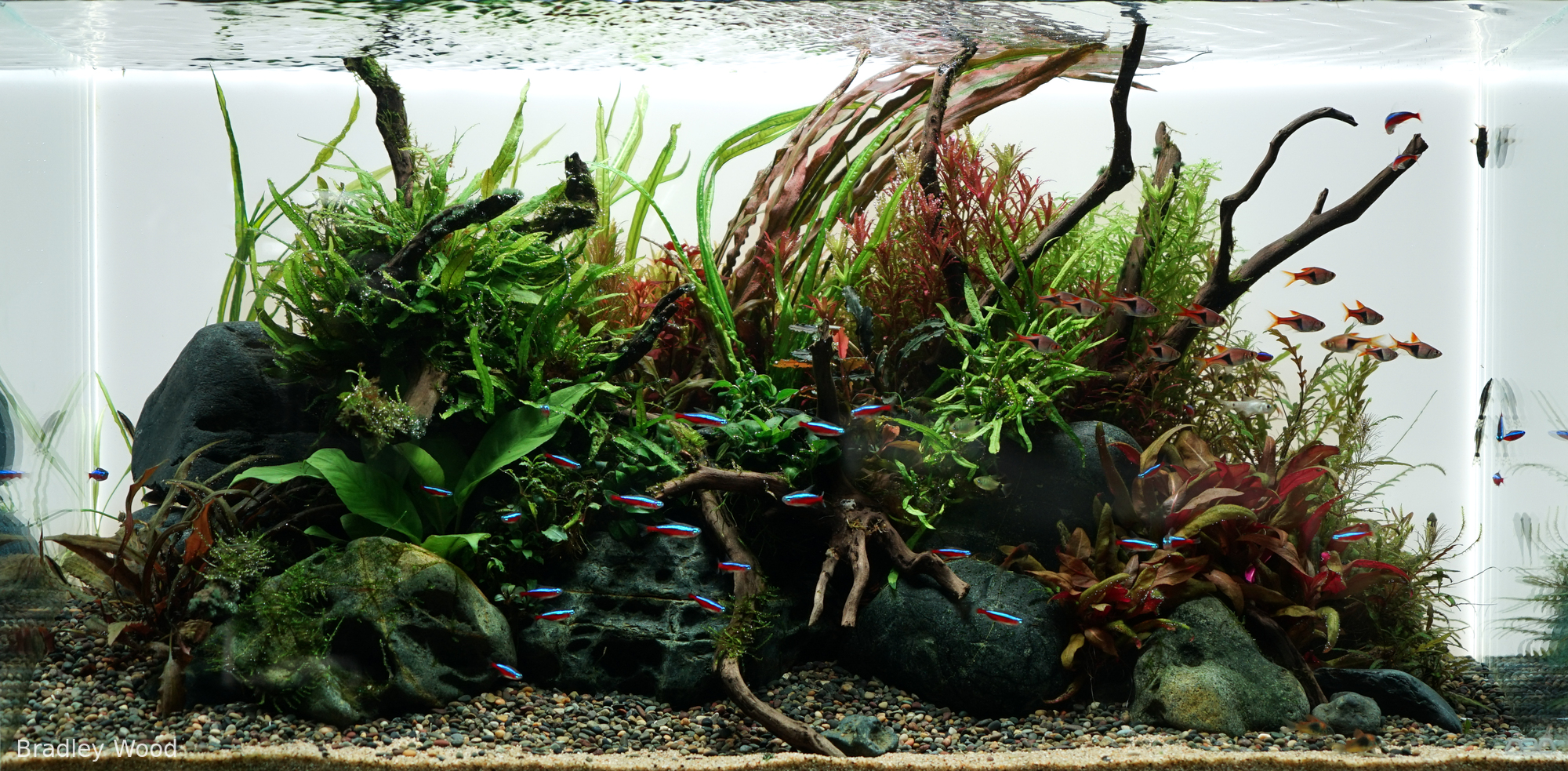 Whispers of the Stream