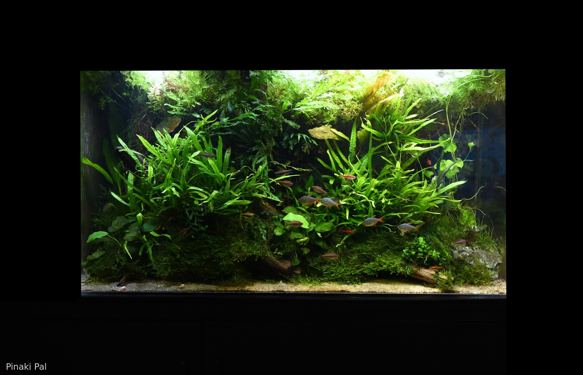 The Cretaceous Jungle