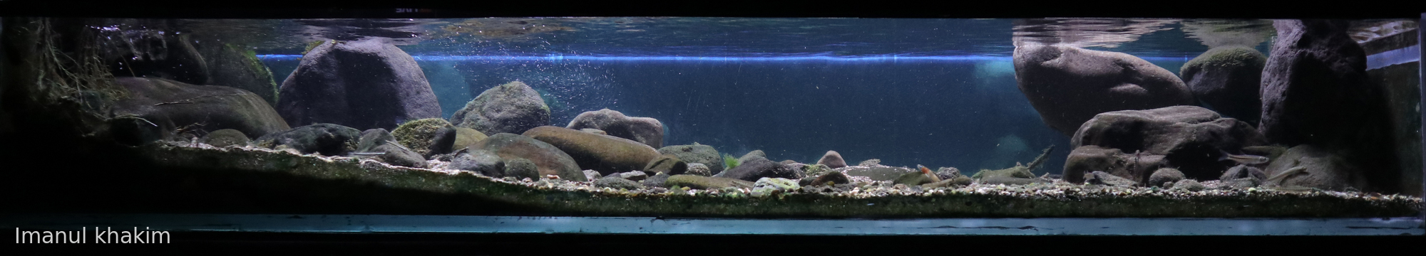 Jungle stream in karst menoreh