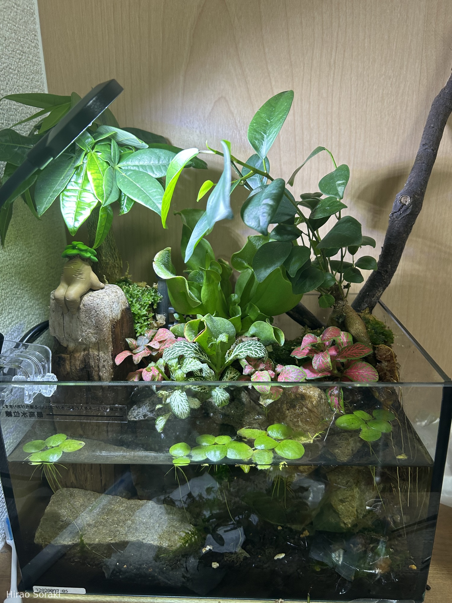 Mini Jungle Sanctuary