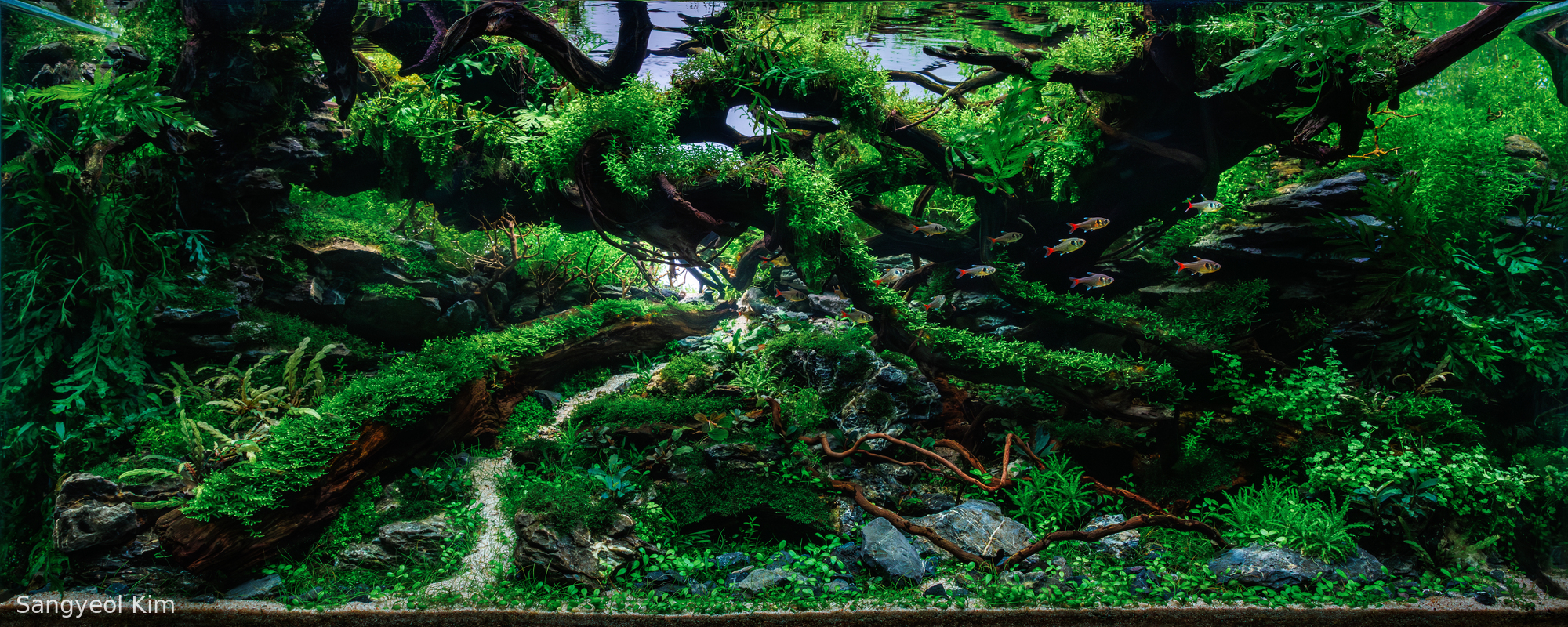 Ascension of the Wood Dragon