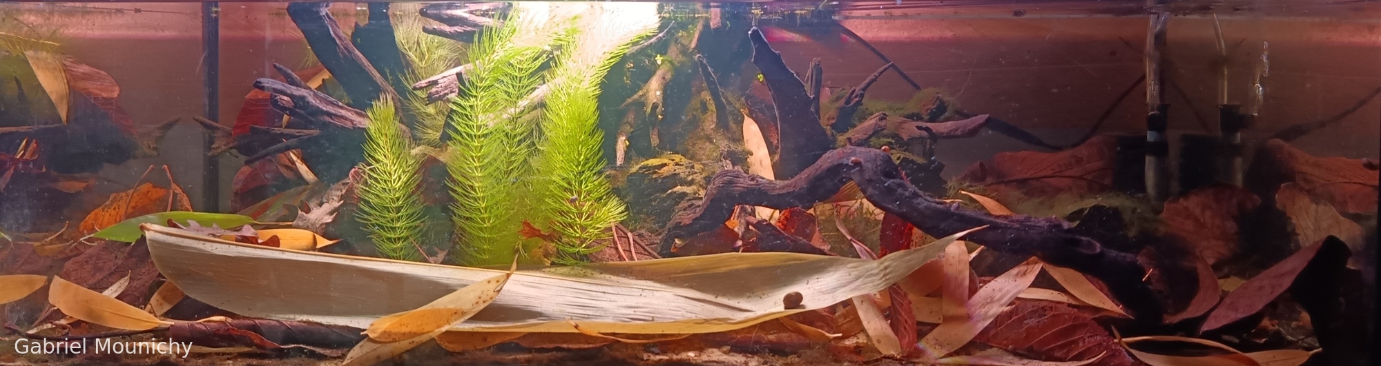 Artificial pond above anisakan falls Burma(Myanmar)