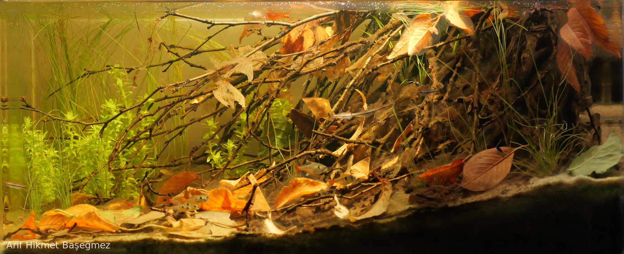 Small Creek, Maroni River Basin, French Guiana.