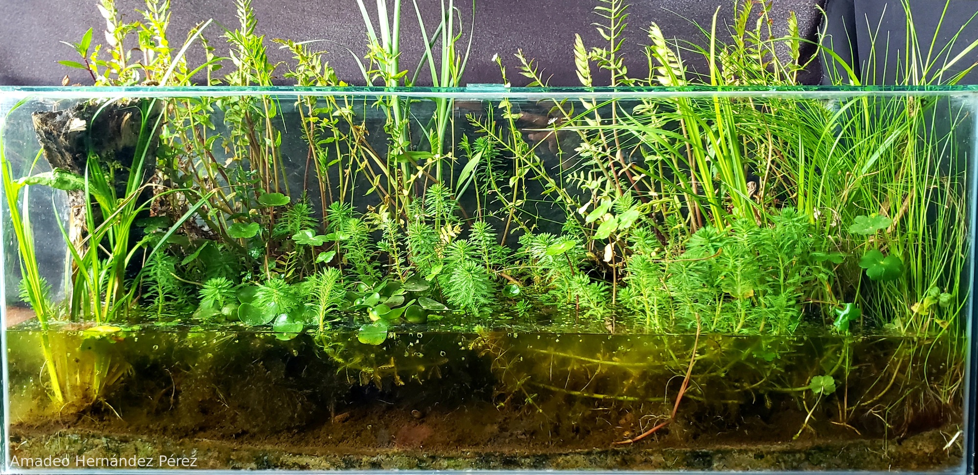 Ciénegas del Rio Lerma, México.