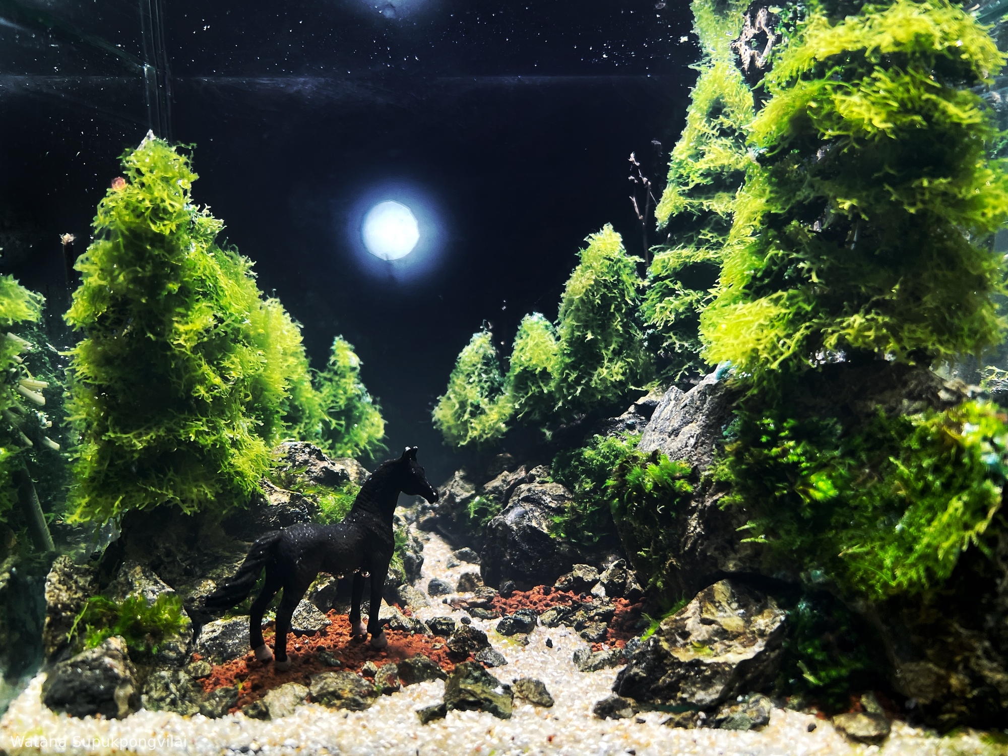 The whispering night