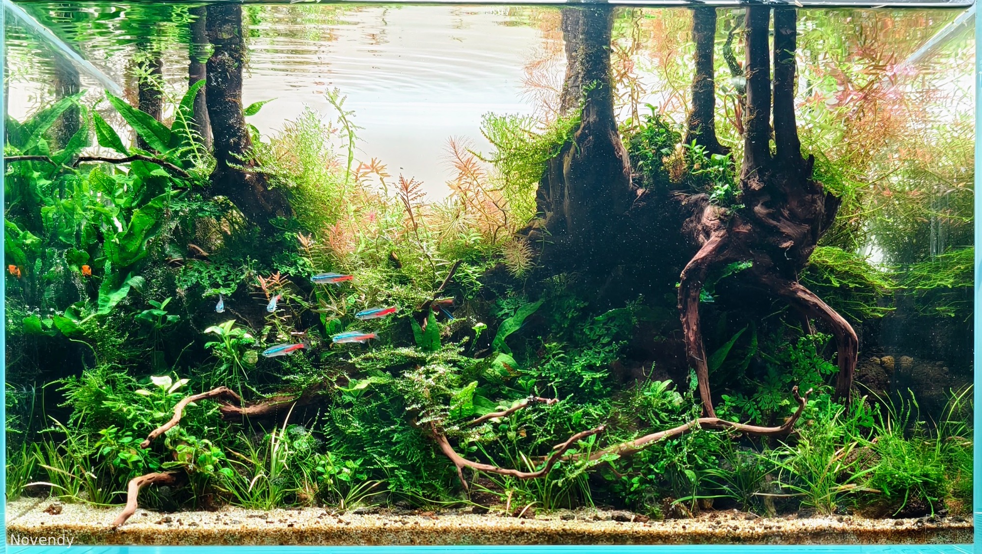 Bukit Barisan Forest