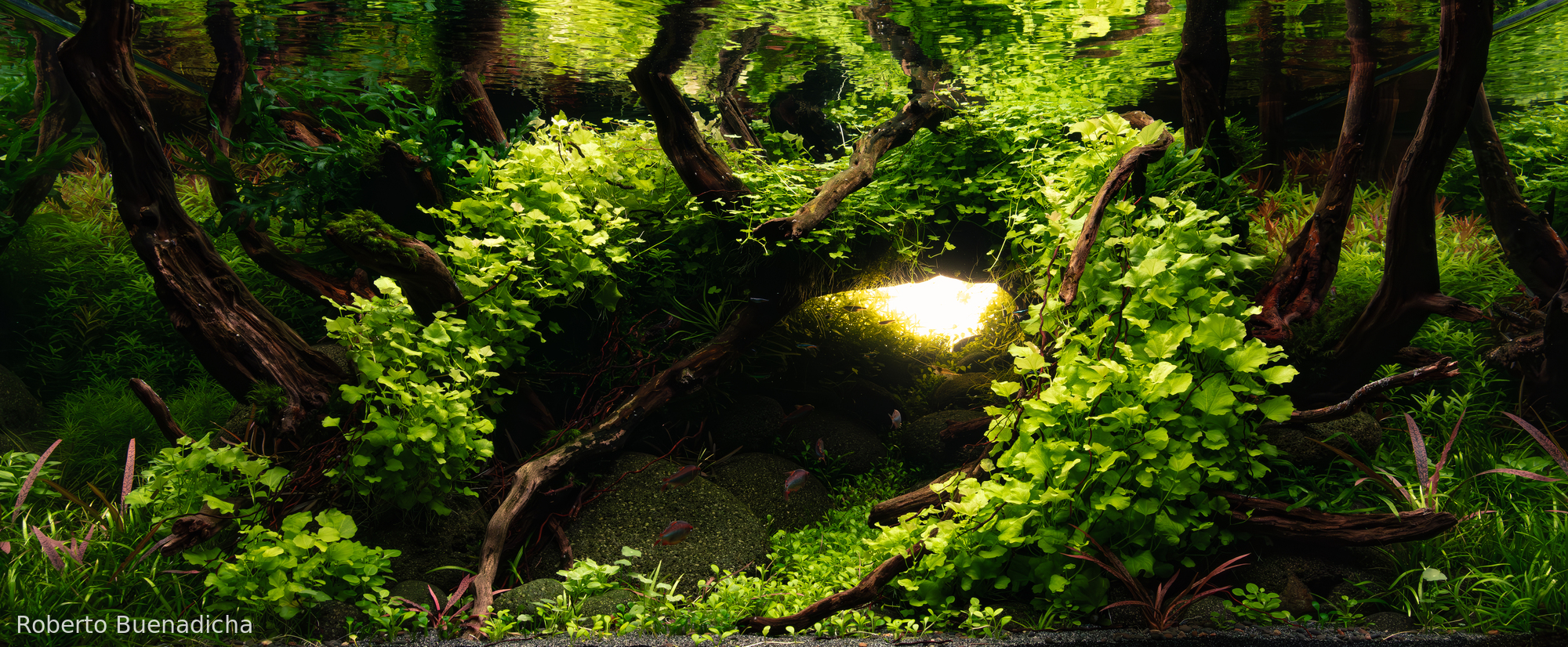 BREACHED: Cardamine Lyrata's Refuge