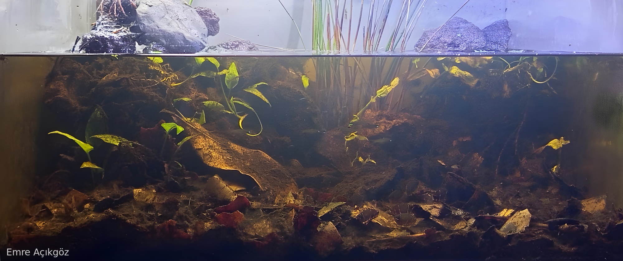 Pasir Panjang Riverbank, Near Pangkalan Pun, Central Kalimantan, Indonesia