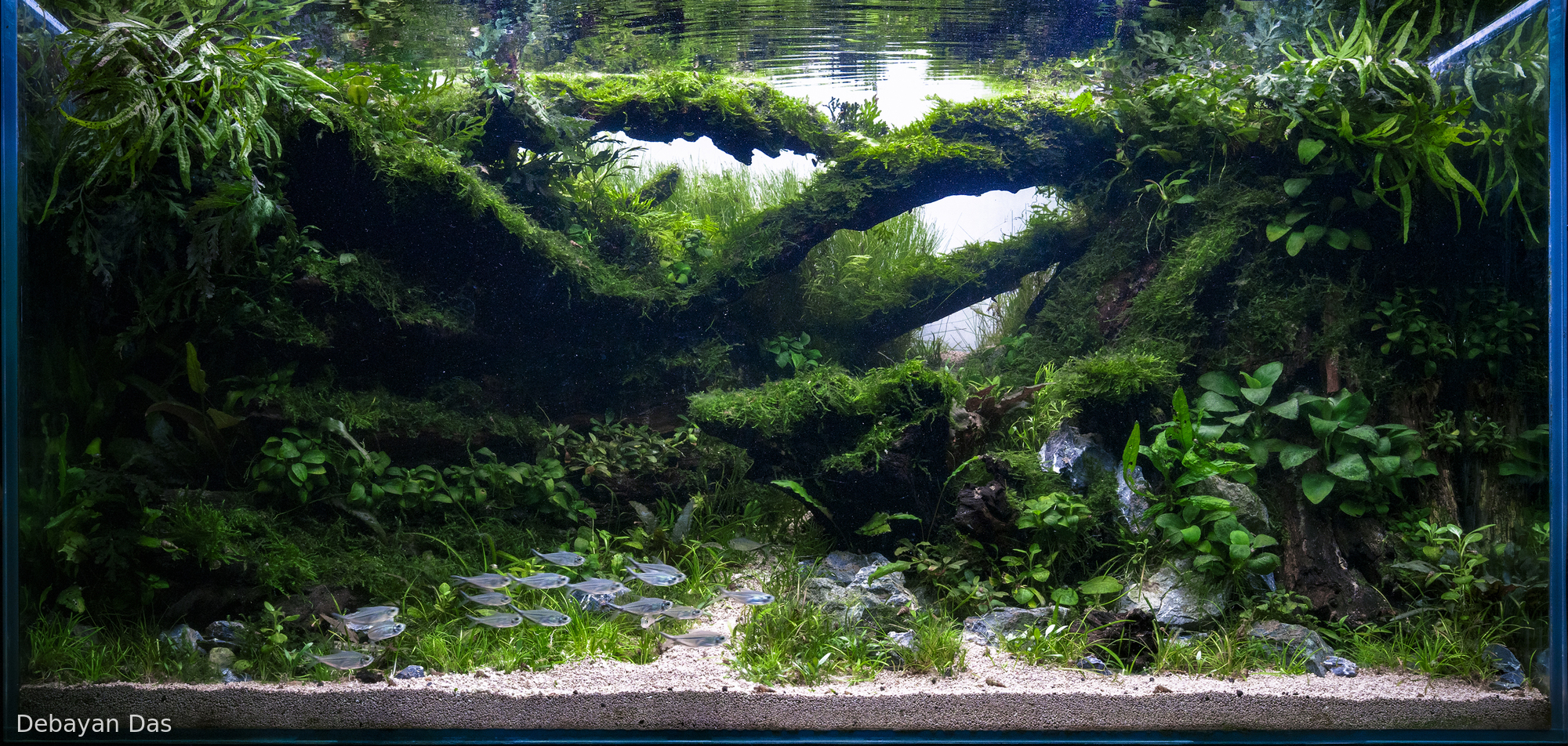 The Verdant Labyrinth