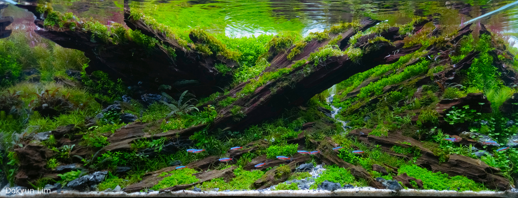 Forest Of Fading time