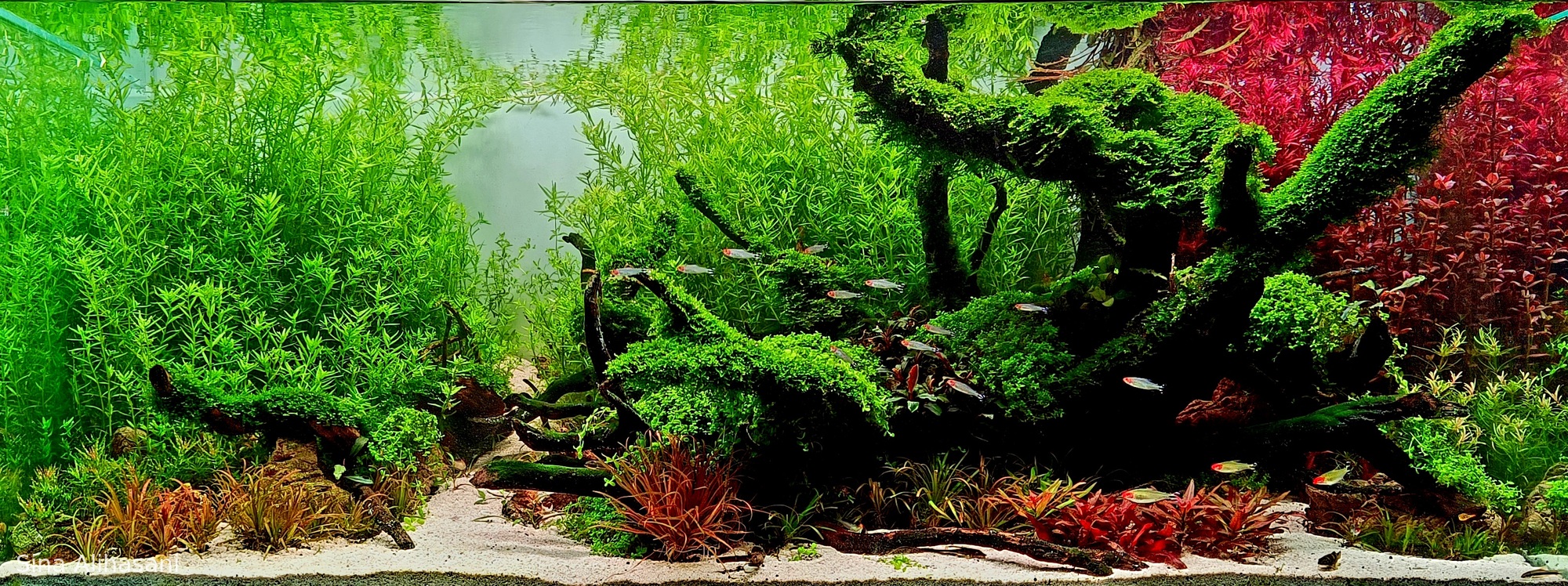 Where Death Took Root