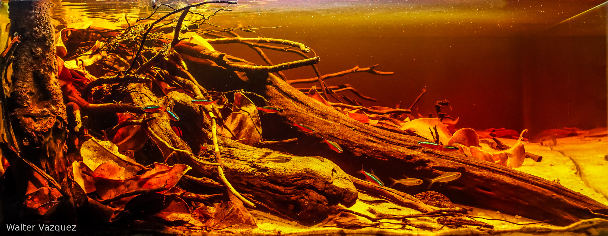 Coastal Waters in Igarape Santa Cruz. Pte. Figueiredo. Amazonas. Brasil.