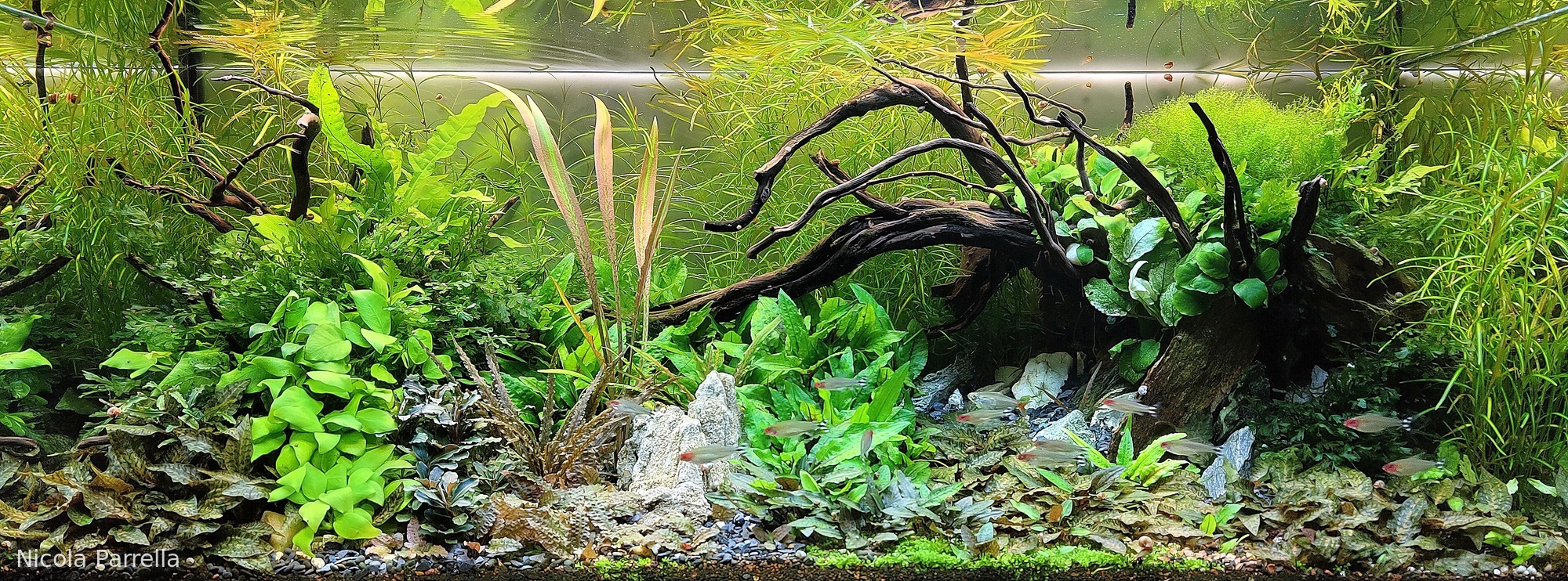 La foresta incantata.