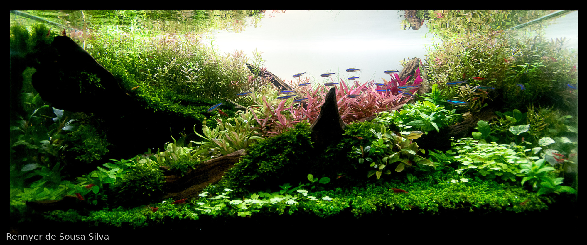 The Balance of Nature