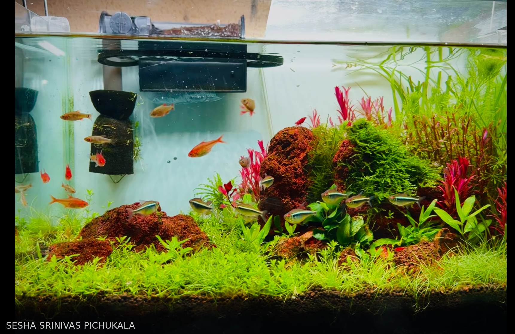 Color full iwagumi style