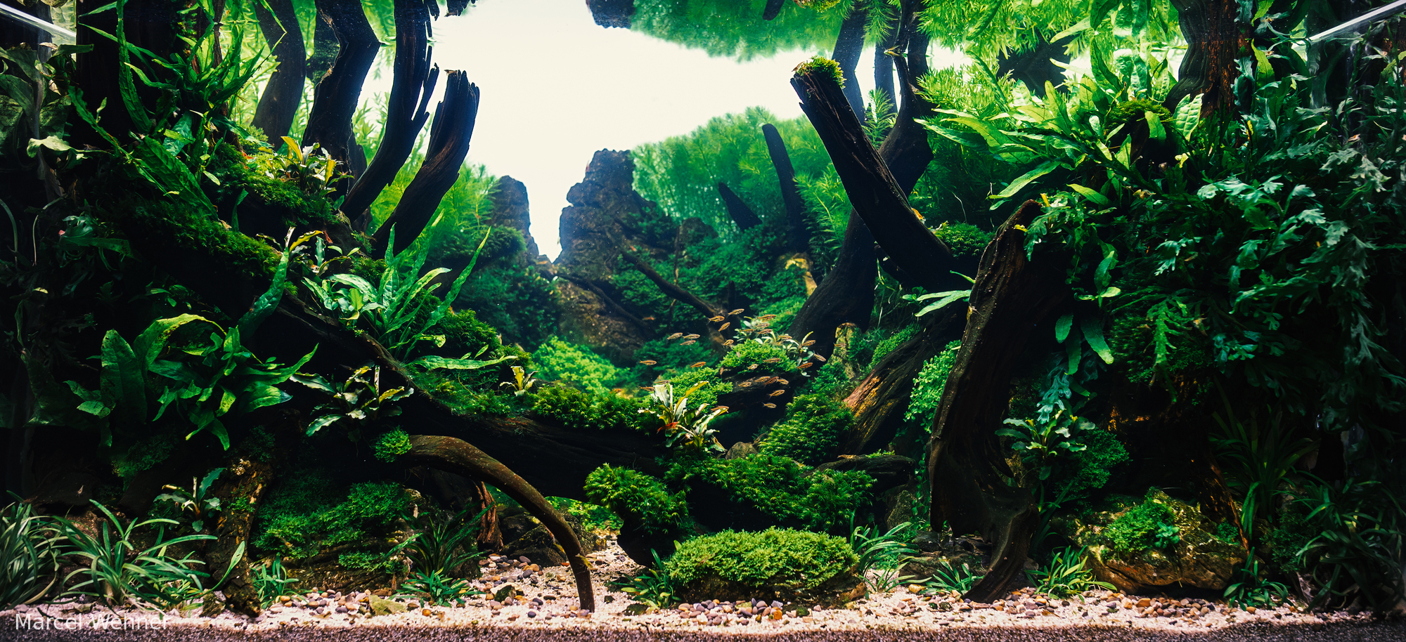 Whispers of the forest