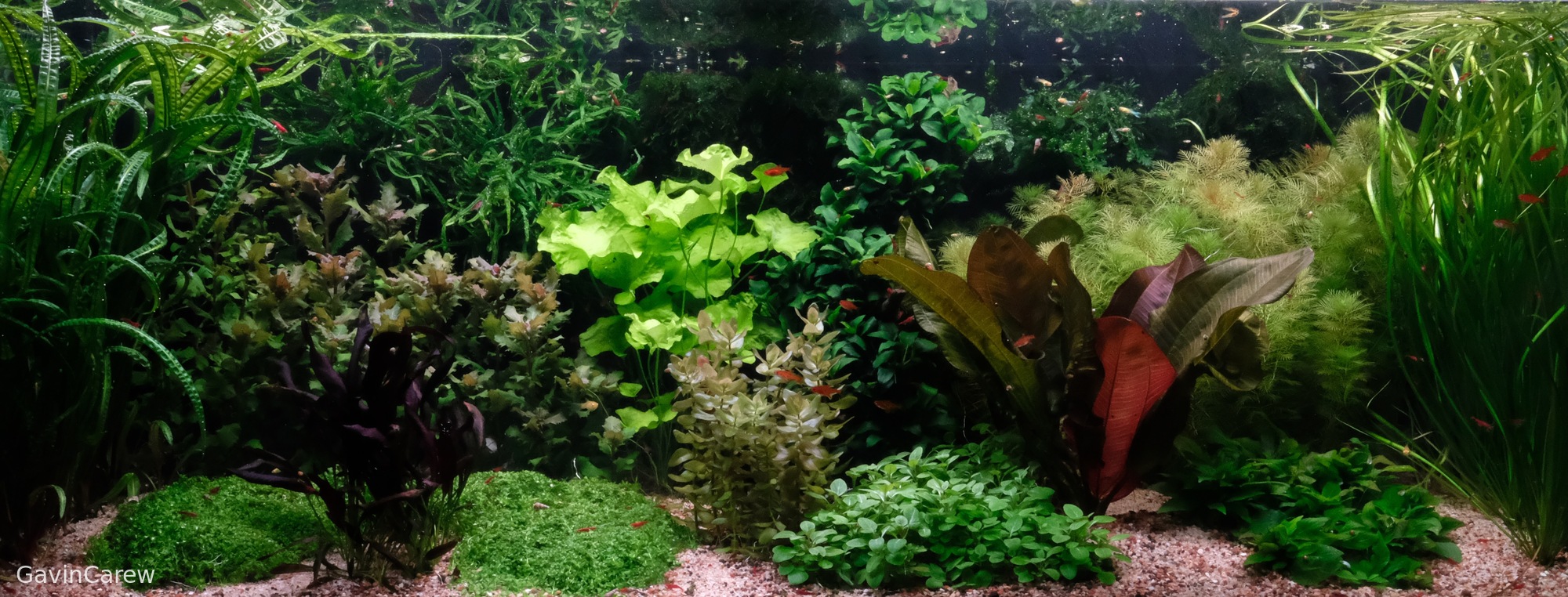 Viridescent daydream