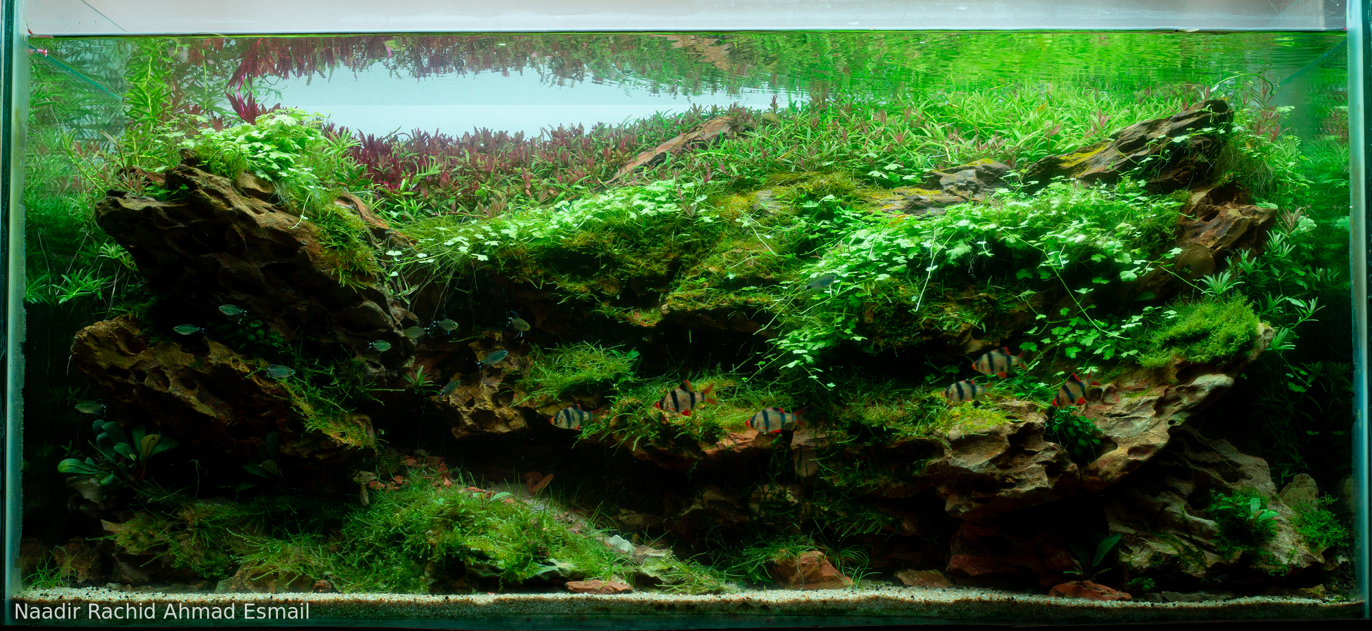 Tigers in the Dragon valley