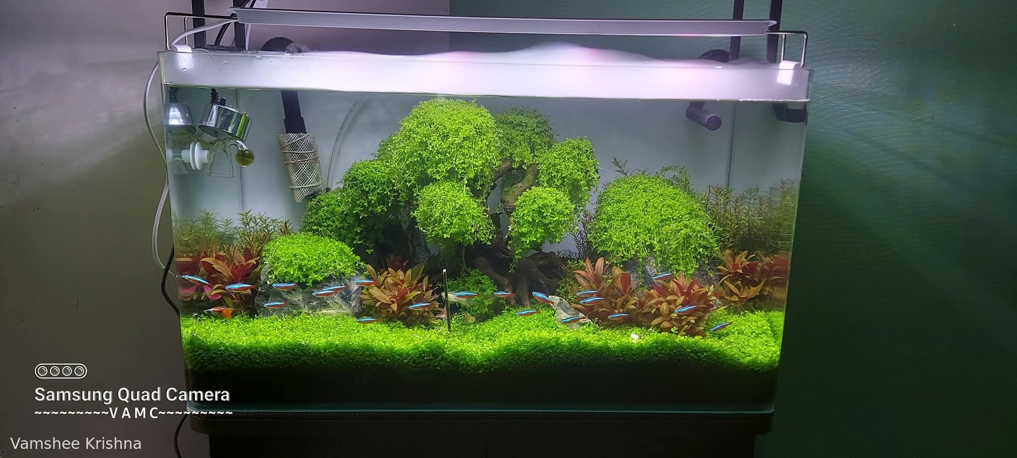 Bonsai Scape -VK