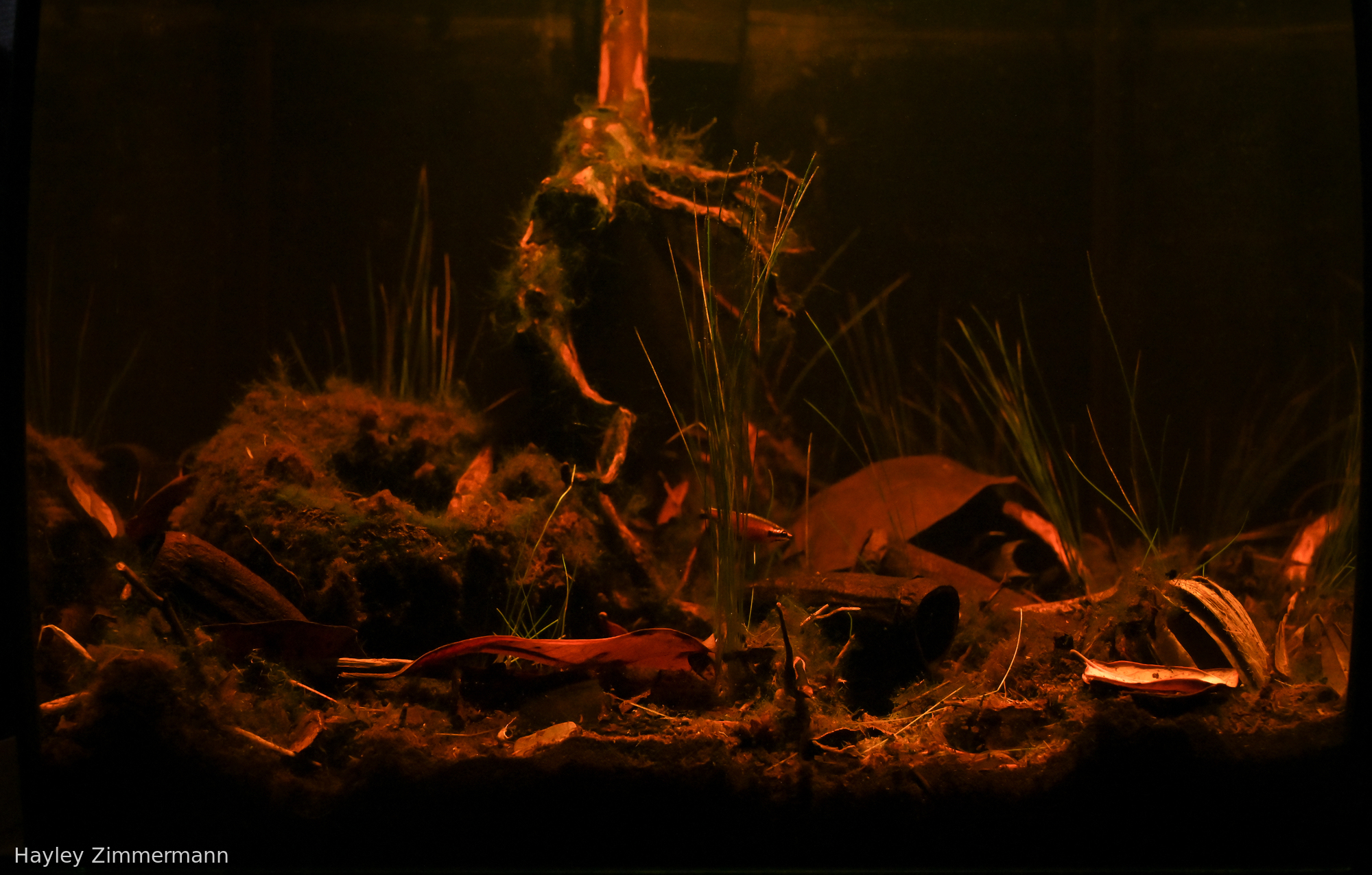 Poco profundo del Río Cenepa “Shallows of the Río Cenepa”