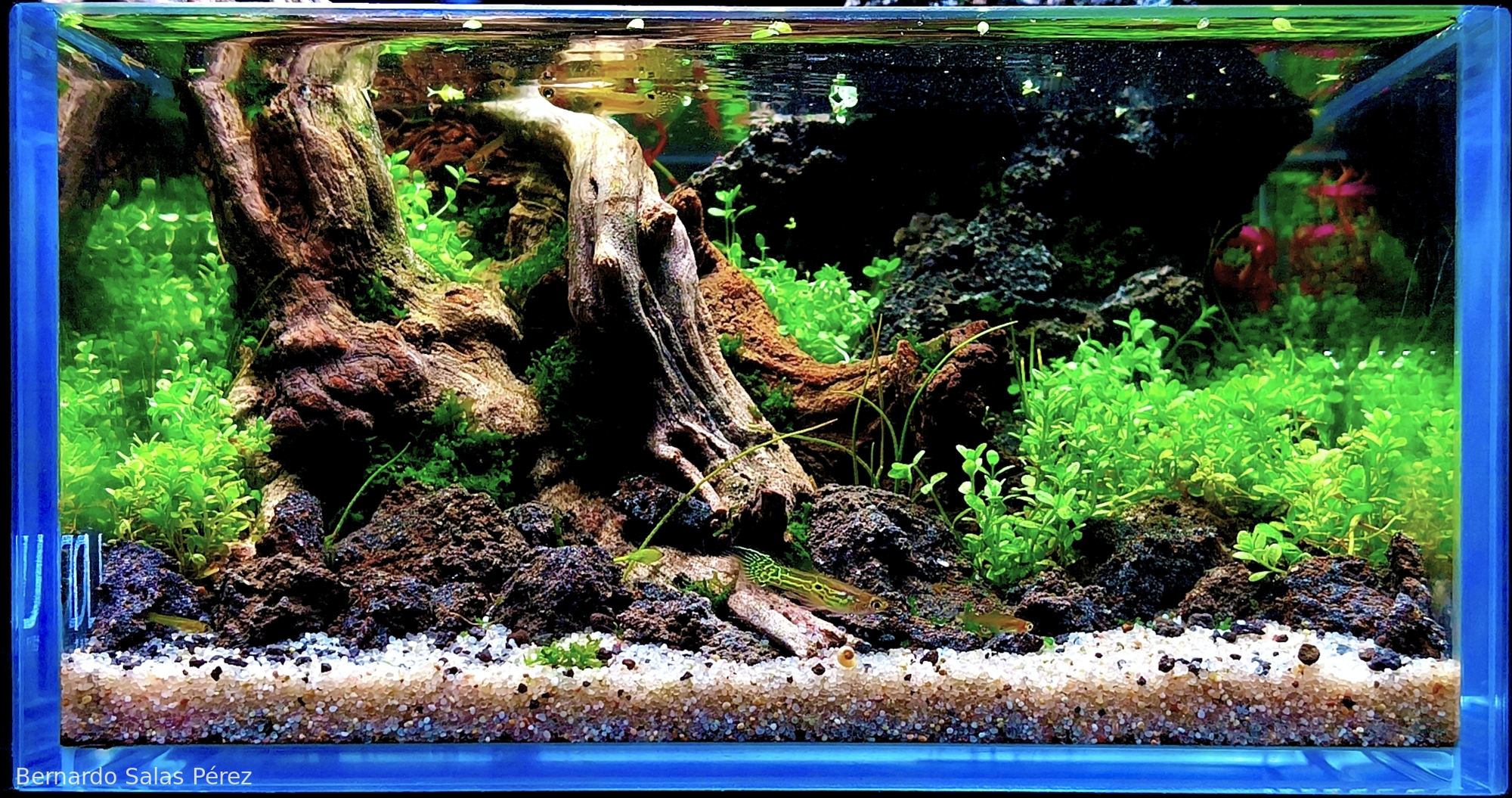 Return to Hidden Purity