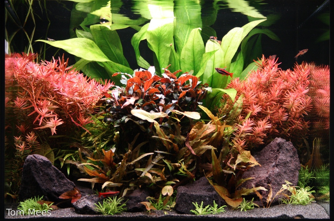 Flame Beneath the Canopy