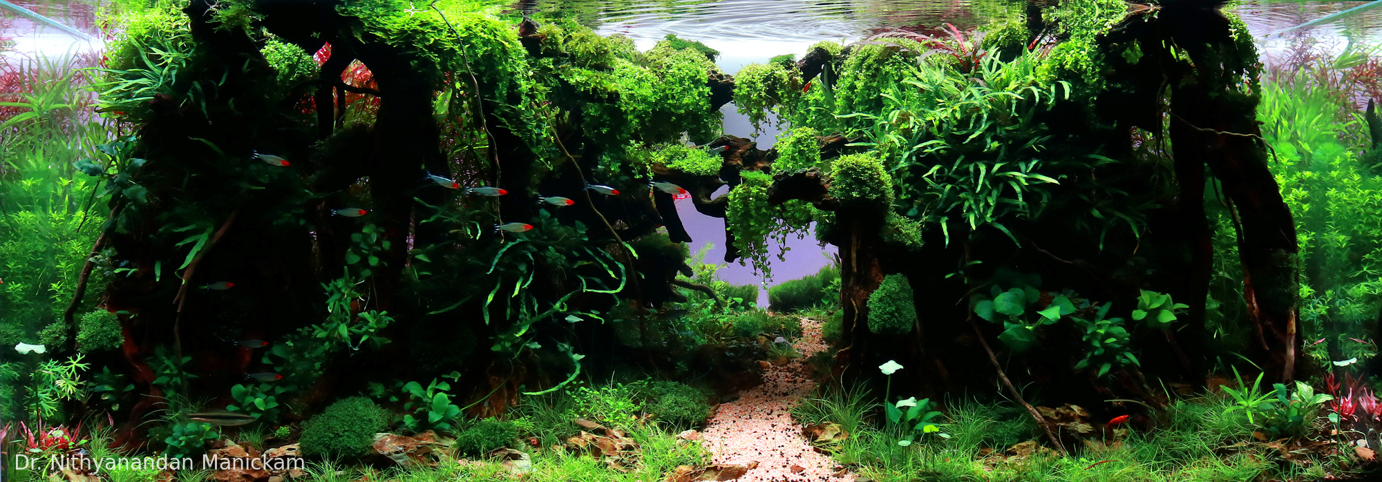 The Forgotten Passage