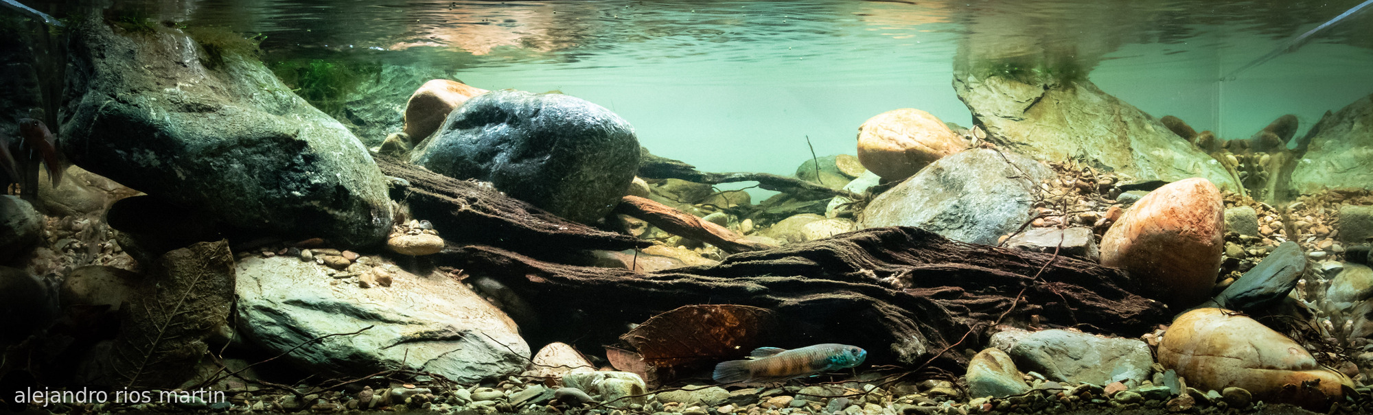 RIO KAYAN-BULUNGAN BORNEO ORIENTAL