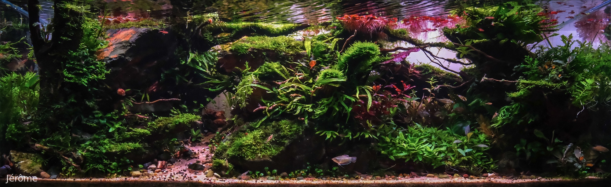 Black Elderly Forest