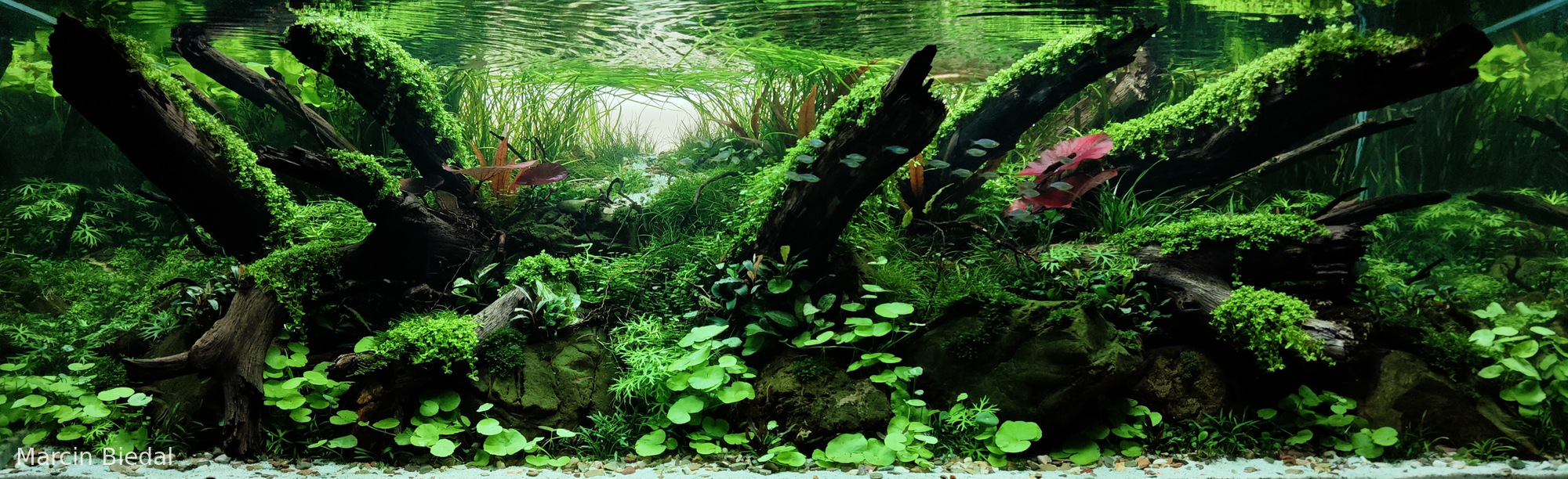 Escaping from the Sunrise