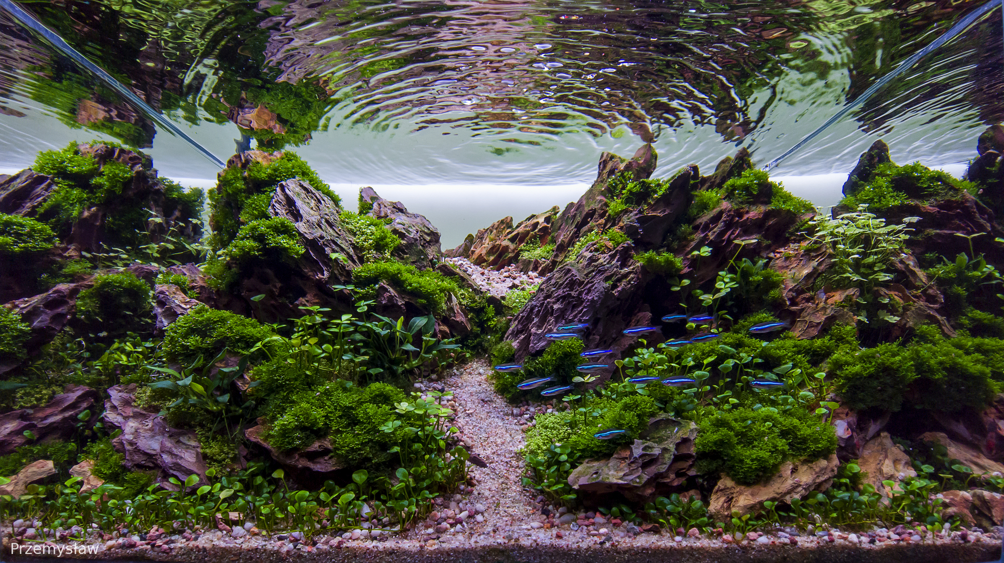 Whispers of the Valley