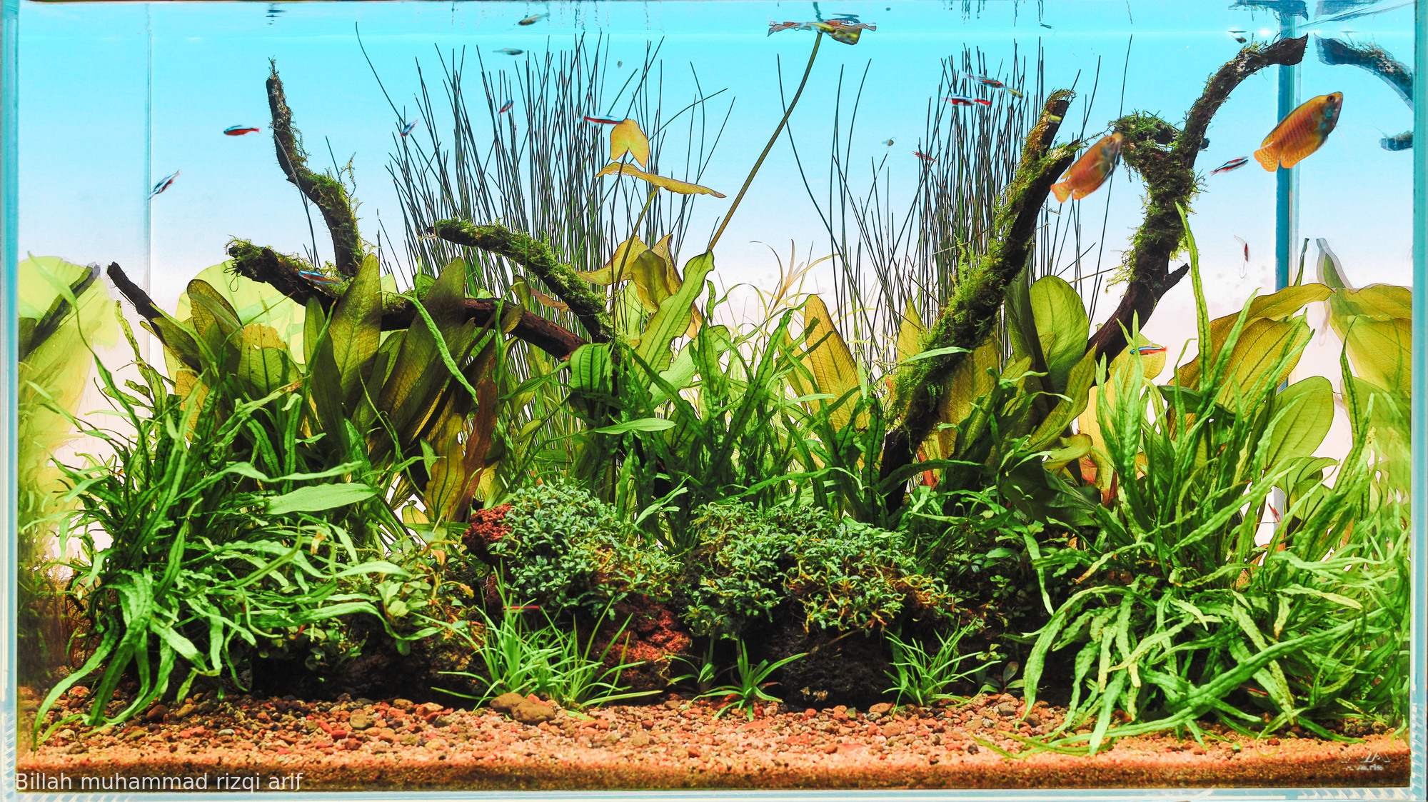 E hinidorus paradise