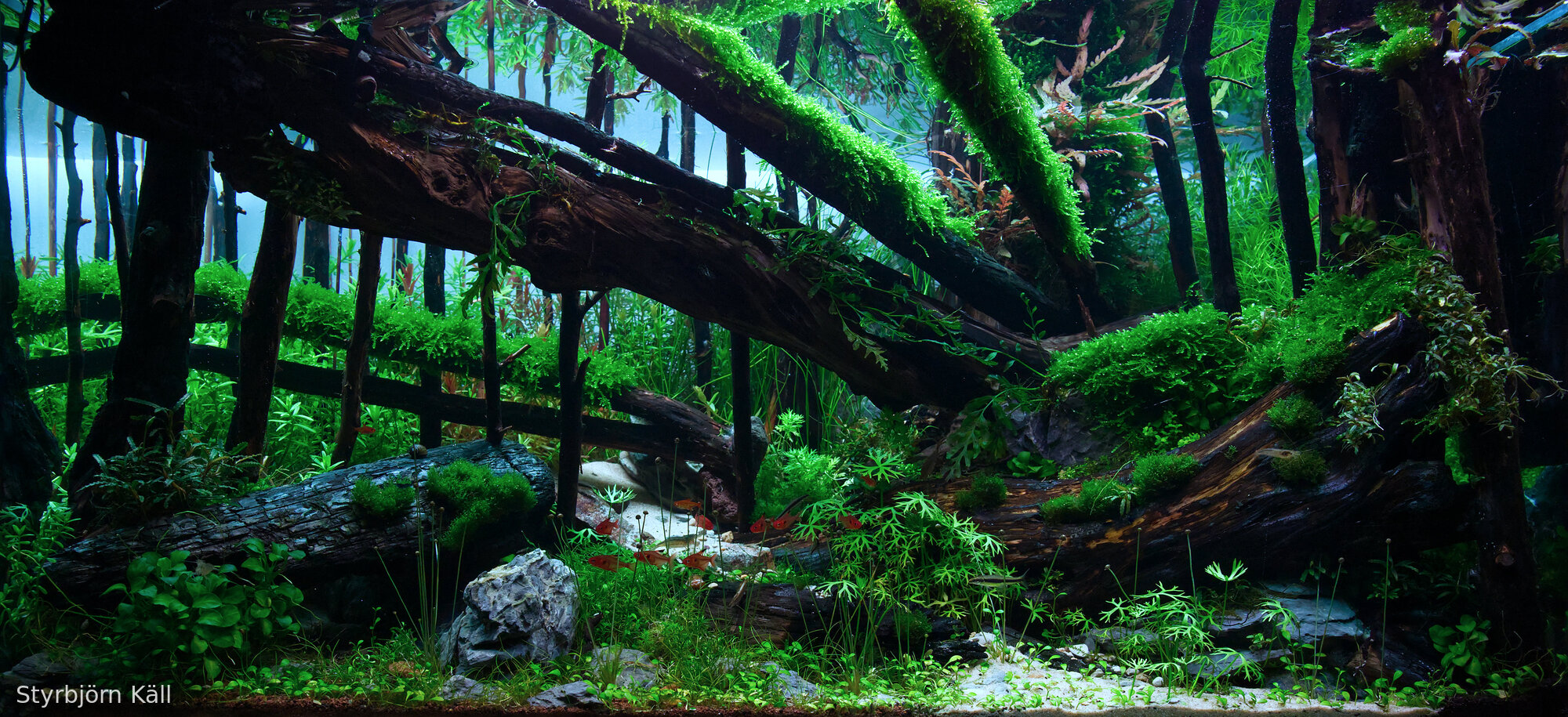 Beneath the Fallen Wood