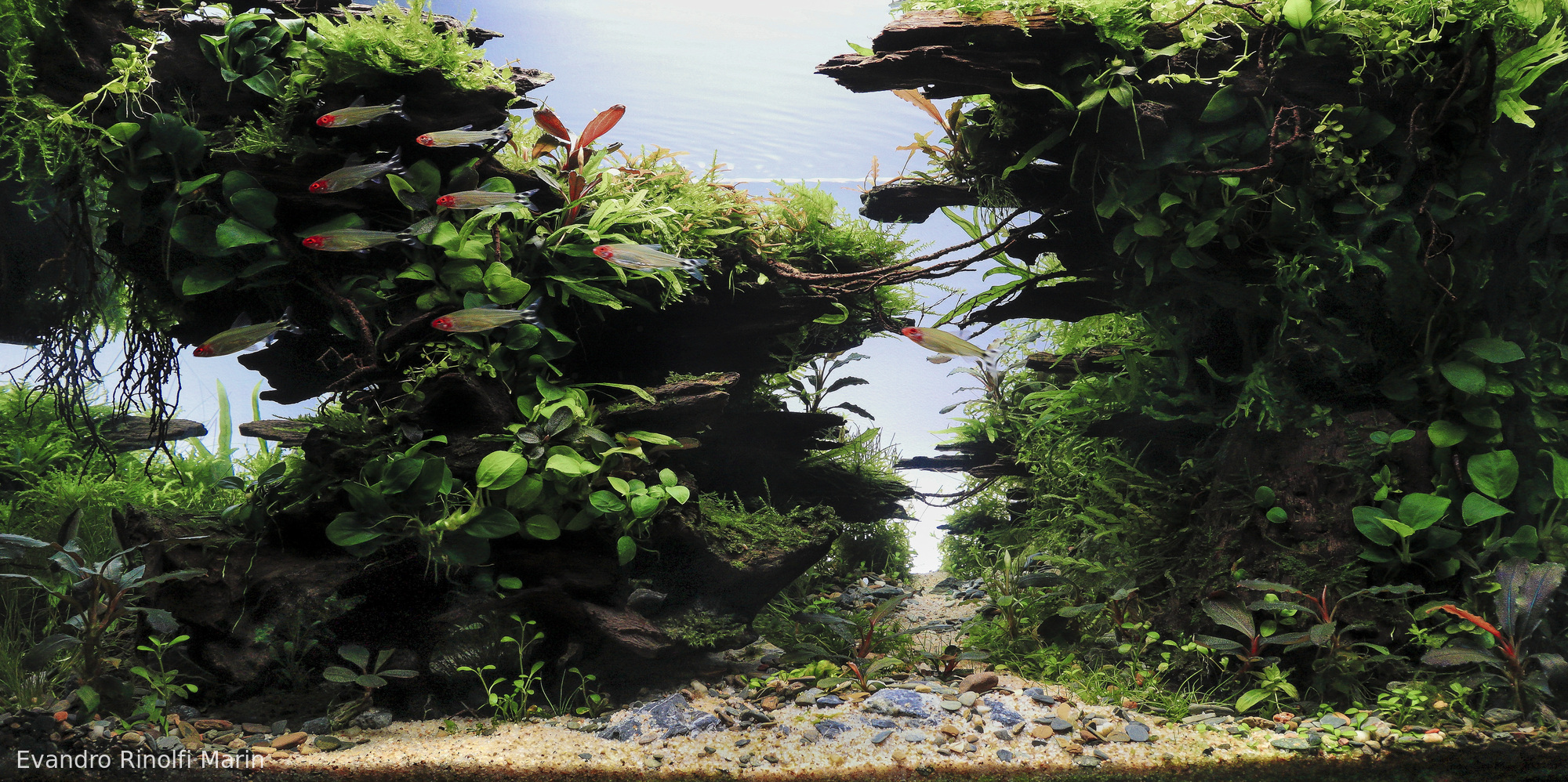 Where the Forest Breathes