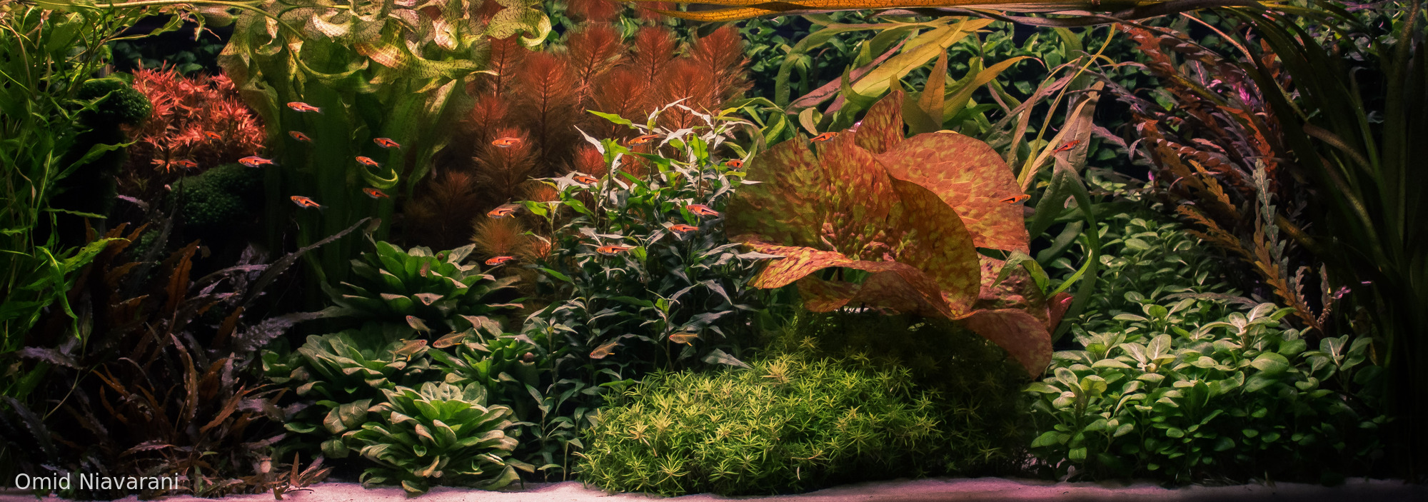 Coffey, Like the drink, only not spelled the same.