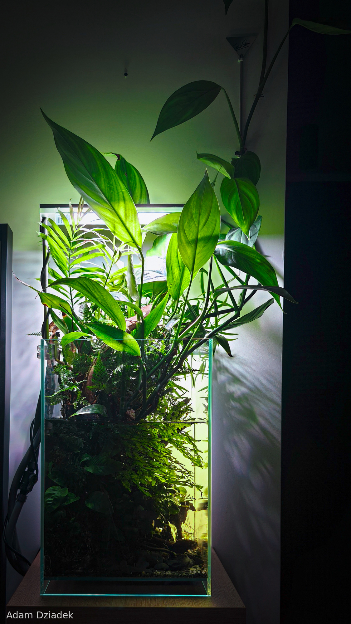 Echoes of the canopy