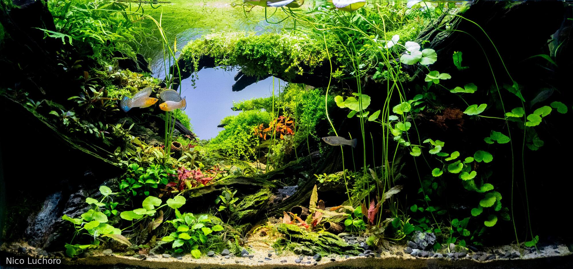 Whispers of the wild