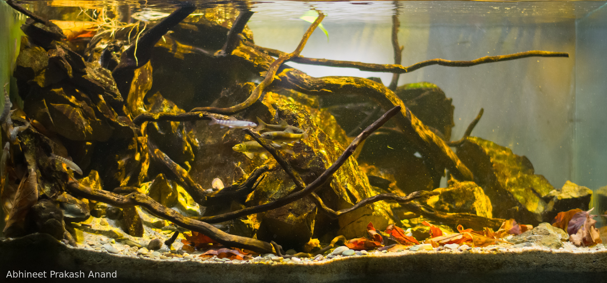 Puddles of Milini River