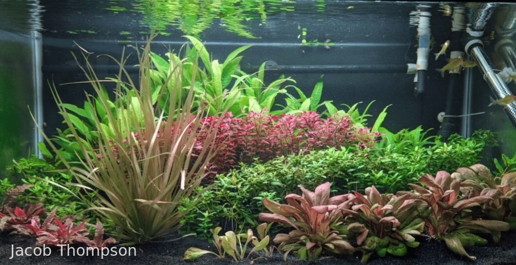 The Planted moutains