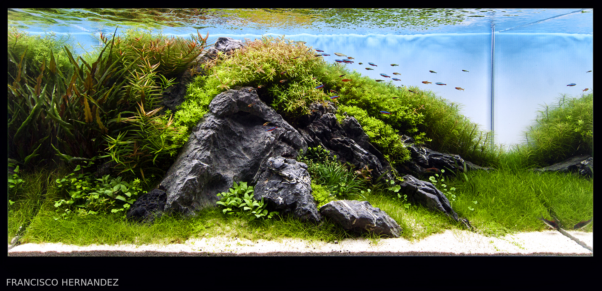 THE BALANCE OF NATURE